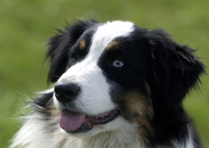 Un chien avale un diamant valant 15.000 euros 