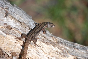 100 000 euros pour un lézard