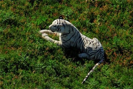Un tigre en peluche chassé par la police