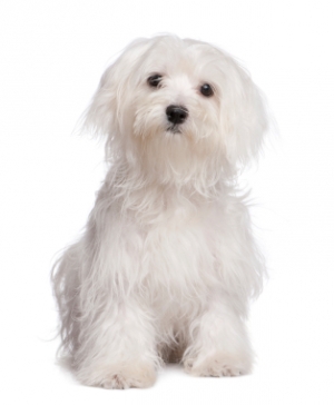 Assurez votre chien  pour 48 euros par mois