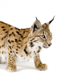 3 millions d'euros pour le lynx ibérique