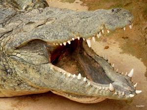 13.000 dollars pour une attaque de crocodile