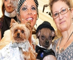 23 000 euros pour un mariage... entre chiens