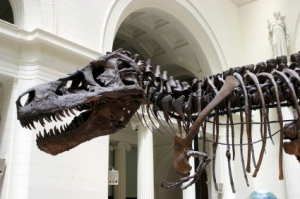 Un Tyrannosaure rex est à vendre pour 5,5 millions d'euros